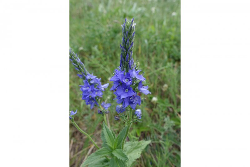 Вероника лекарственная Veronica officinalis