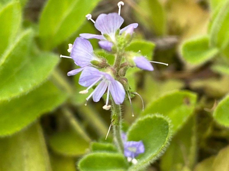 Veronica officinalis