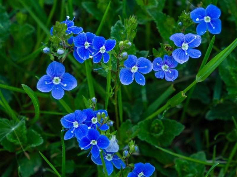 Veronica chamaedrys