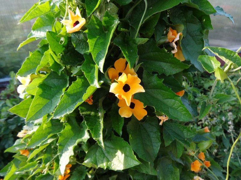 Тунбергия Arizona New Orange