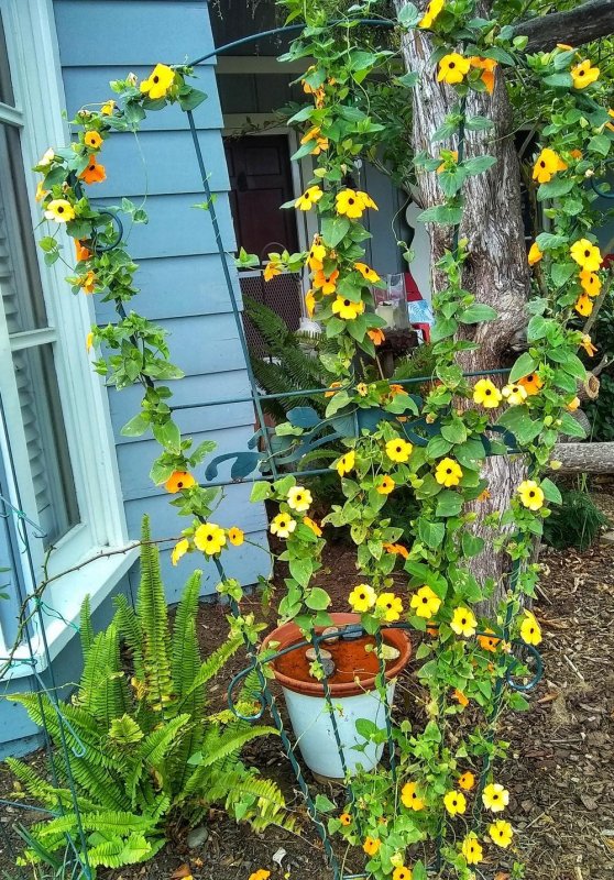 Thunbergia grandiflora