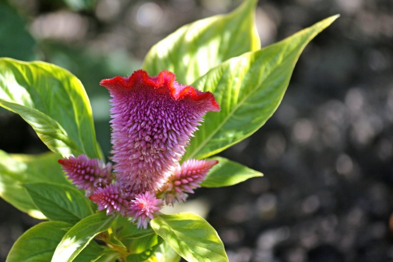 Celosia cristata