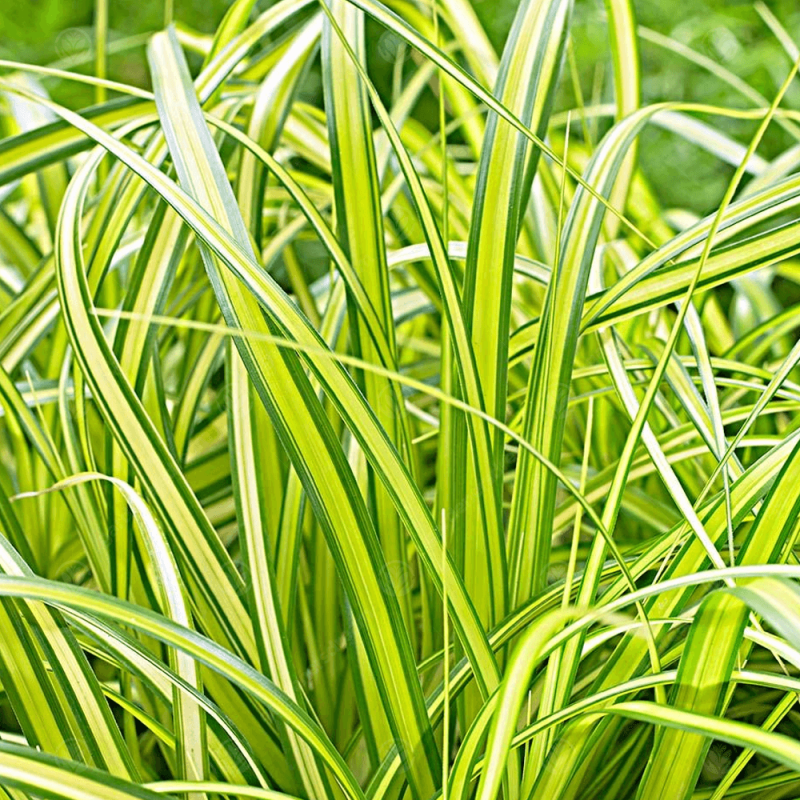 Carex oshimensis