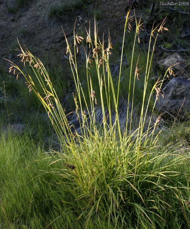 Осока Мертенса (Carex mertensii)
