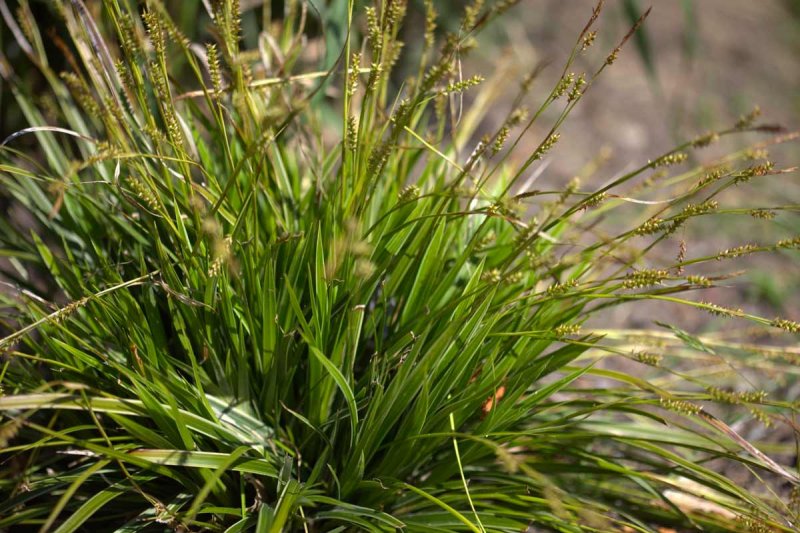 Осока Carex morrowii variegata