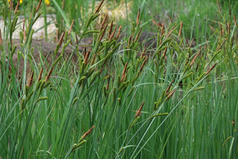 Осока Болотная Carex acutiformis