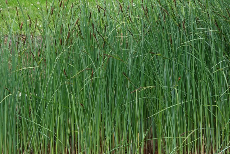 Осока Болотная Carex acutiformis