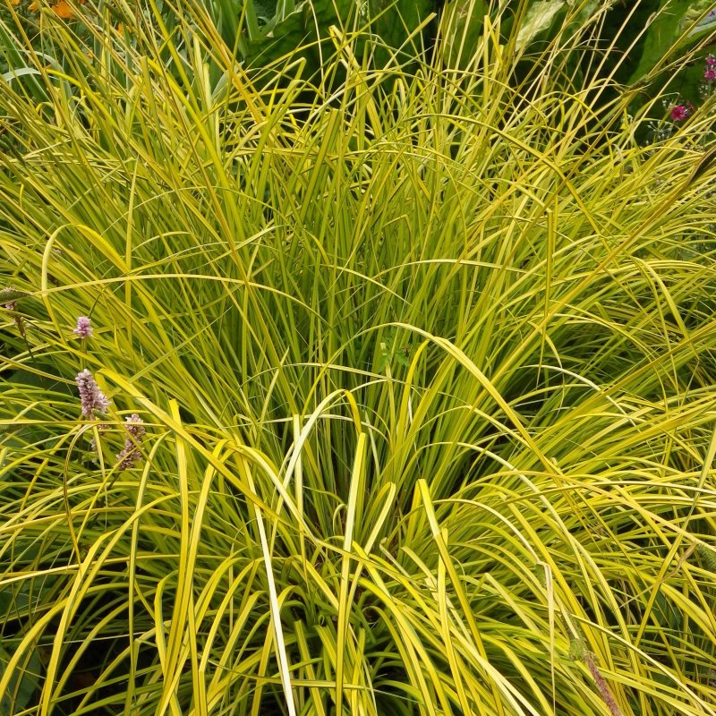 Осока Carex Aurea