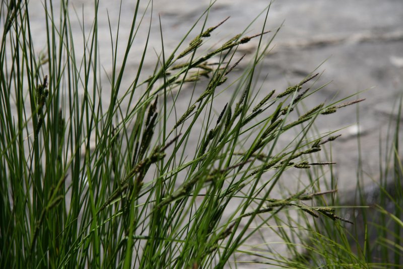 Осока острая (Carex acuta)