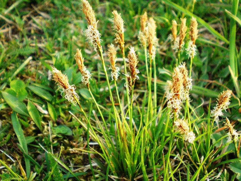Осока Весенняя (Carex caryophyllea )