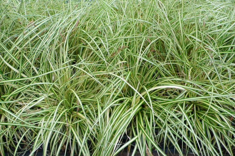 Осока Арнелла (Carex arnellii)