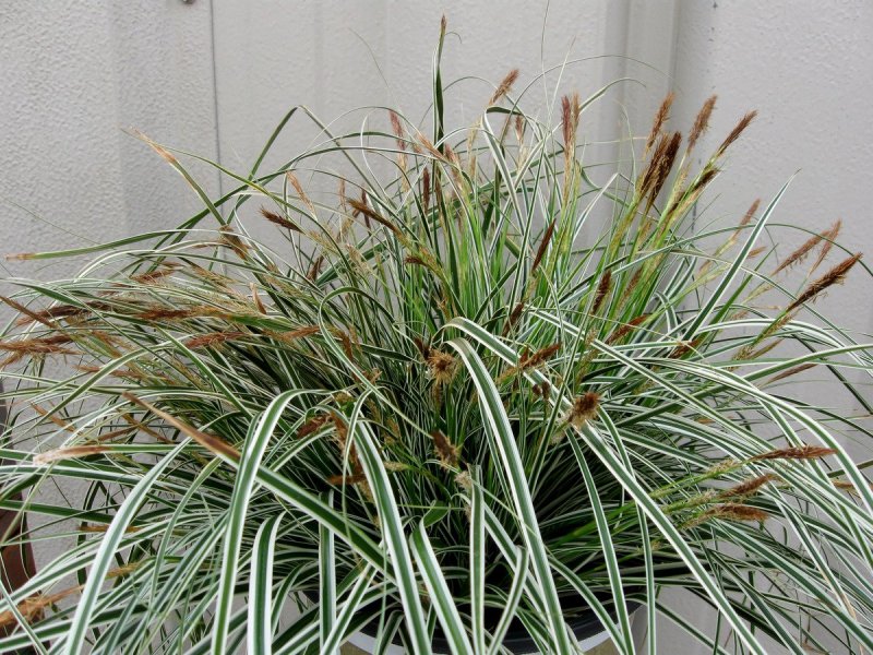 Carex oshimensis Everest