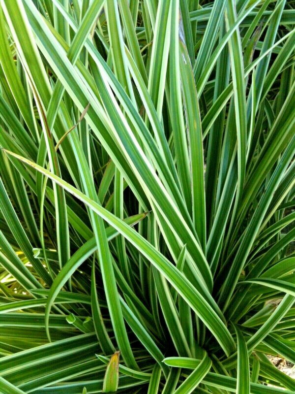 Осока Морроу (Carex morrowii 'variegata) р9