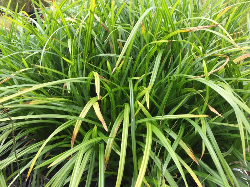 Осока обильнолистная Irish Green