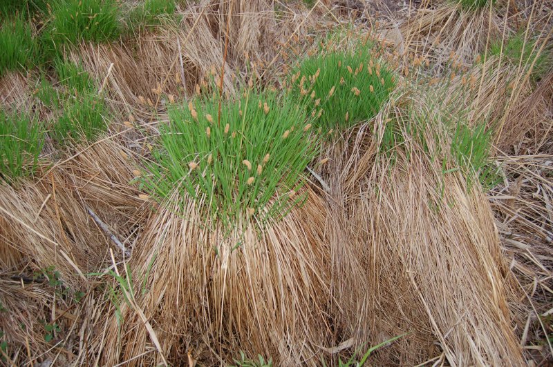 Осока дернистая Carex cespitosa