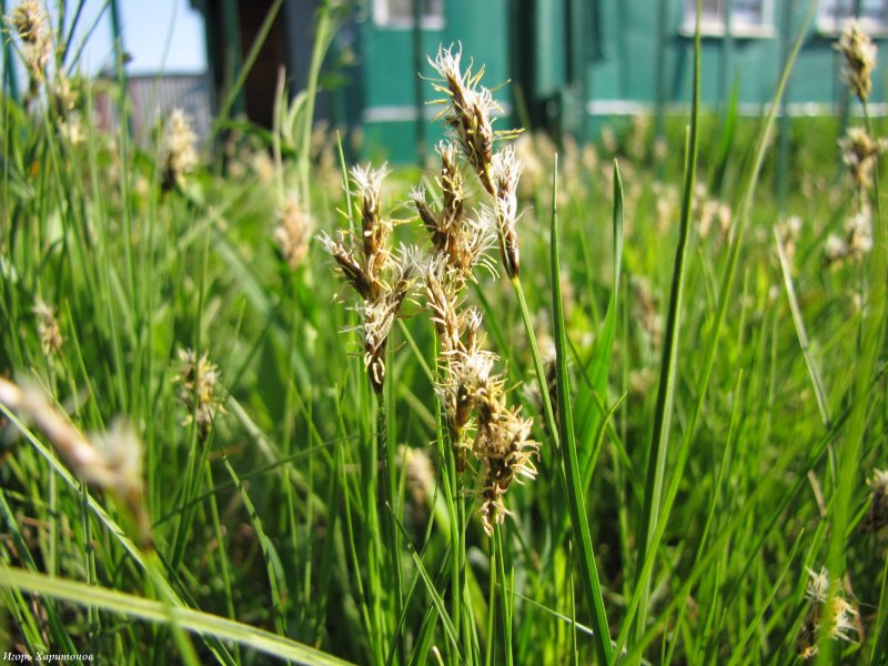 Осока Весенняя (Carex caryophyllea )
