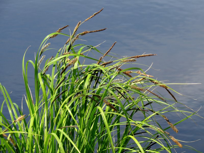 Осока заостренная (Carex acutiformis Ehrh.