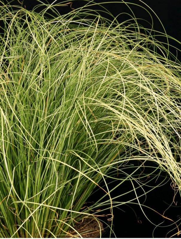 Осока Carex Albula 'Frosted Curls'