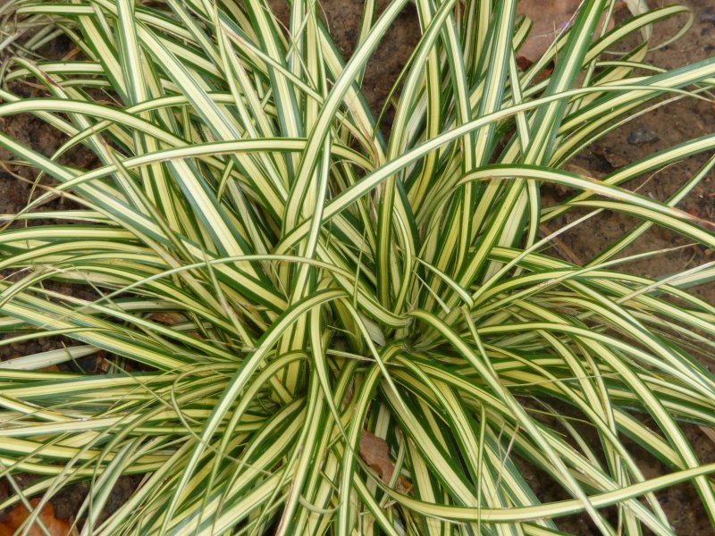 Осока Carex Evergold