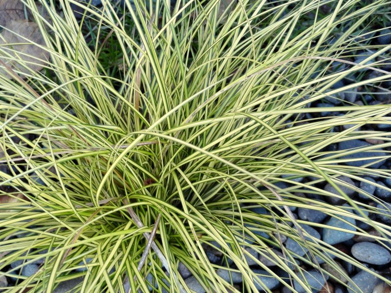 Осока пальмовая “Aureovariegata”