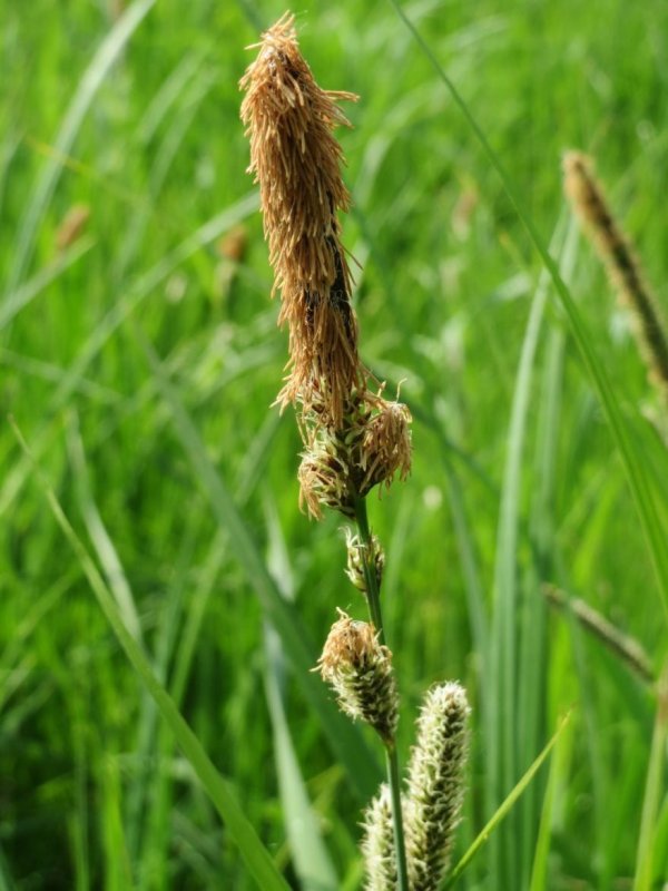 Осока Carex