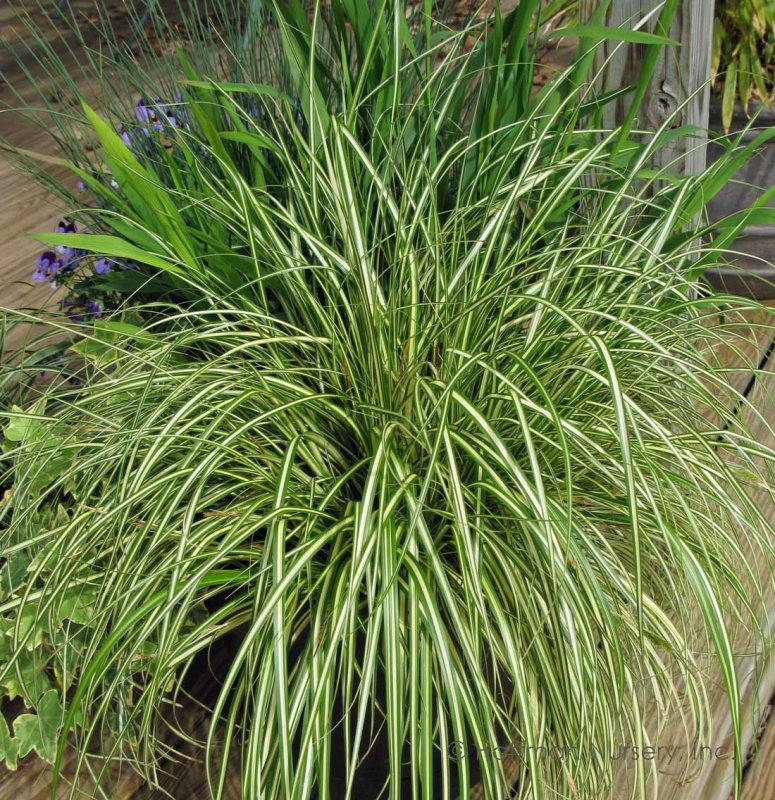 Осока (Carex) Эверголд