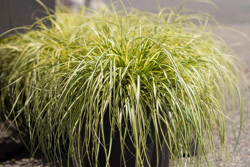 Осока Carex