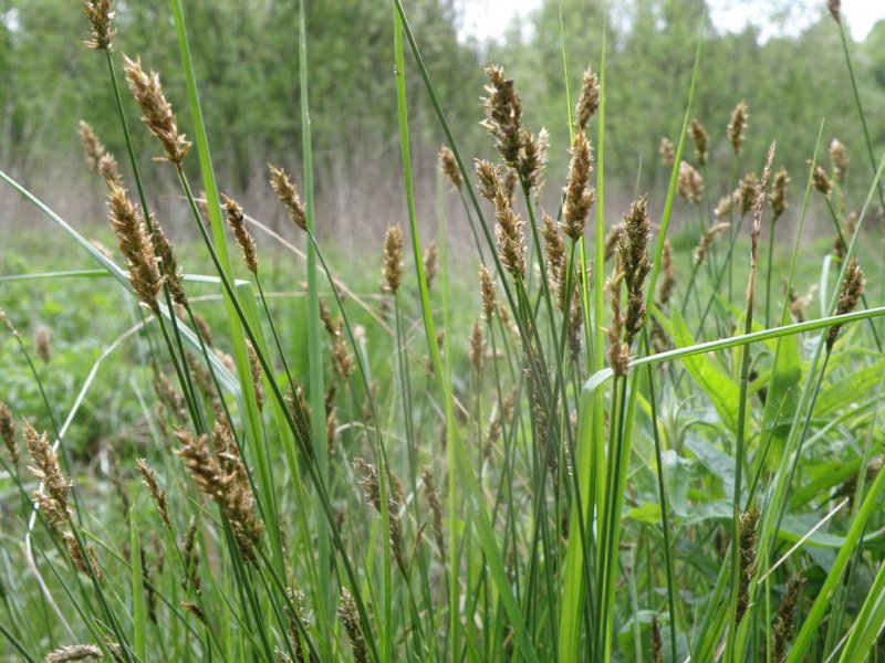 Осока сближенная Carex appropinquata