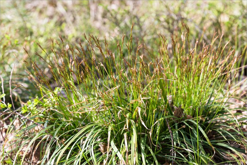 Осока пальчатая(Carex digitata)