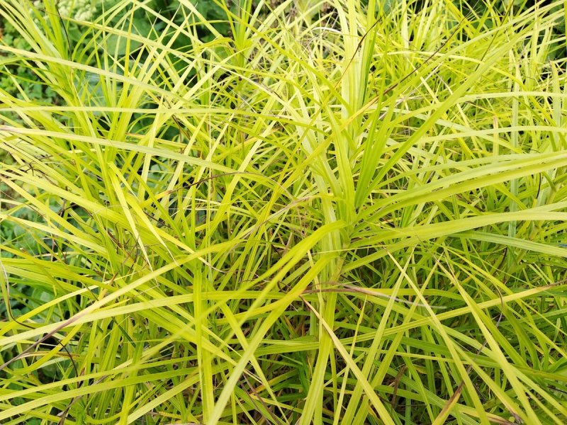 Осока пальмолистная Carex muskingumensis