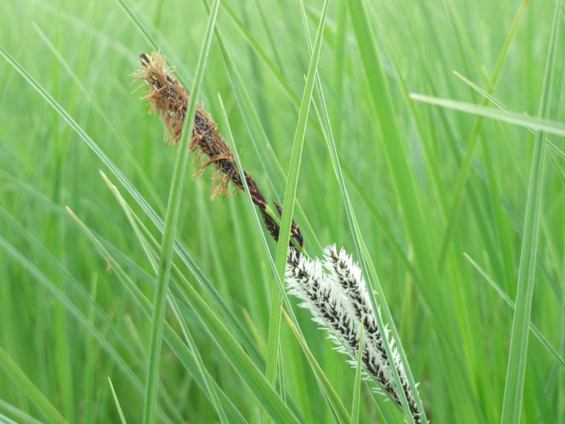 Осока острая (Carex acuta)