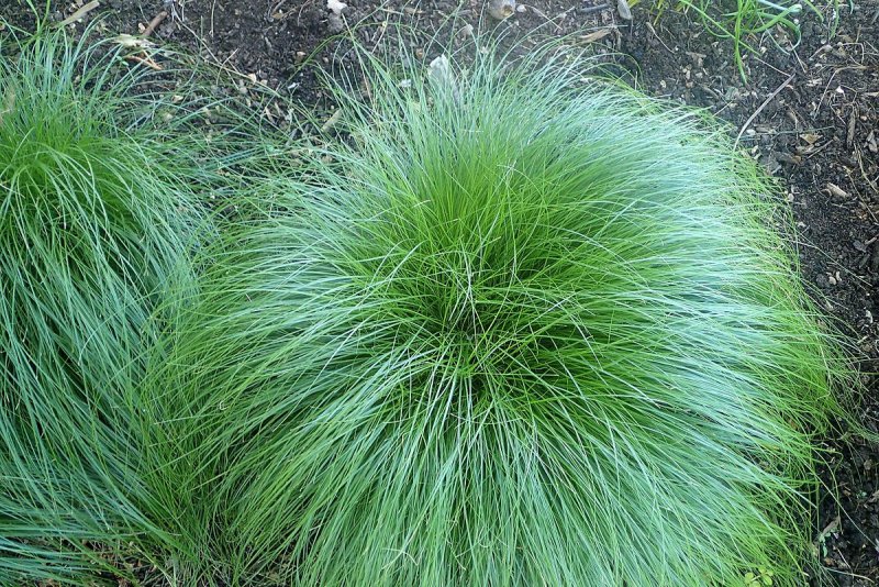 Осока розовая Carex rosea