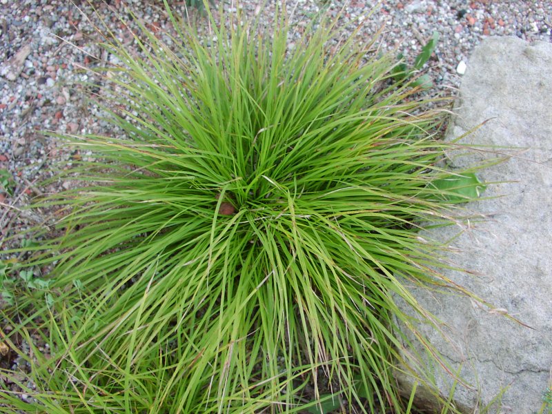 Carex Montana Осока Montana