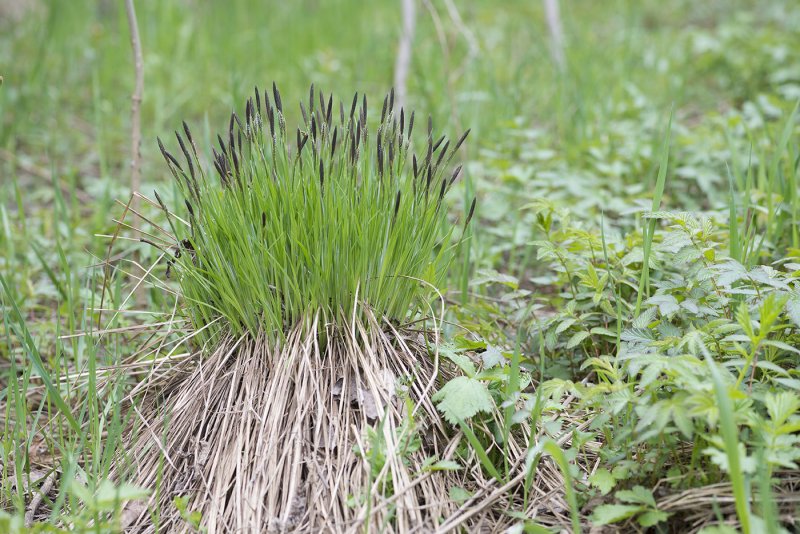 Осока дернистая Carex cespitosa