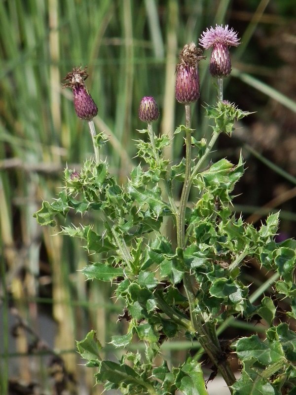 Бодяк полевой (Cirsium arvense)