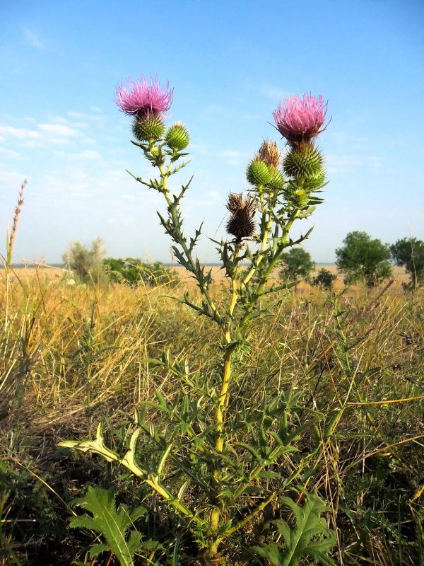 Бодяк обыкновенный (Cirsium vulgare)