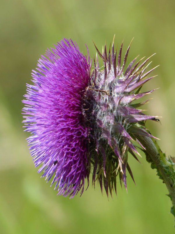 Бодяк обыкновенный (Cirsium vulgare)