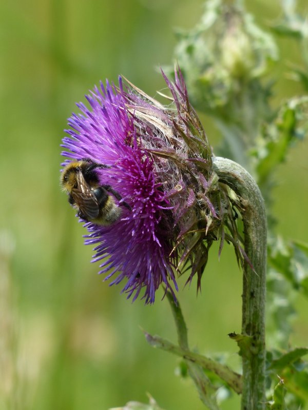 Бодяк обыкновенный (Cirsium vulgare)