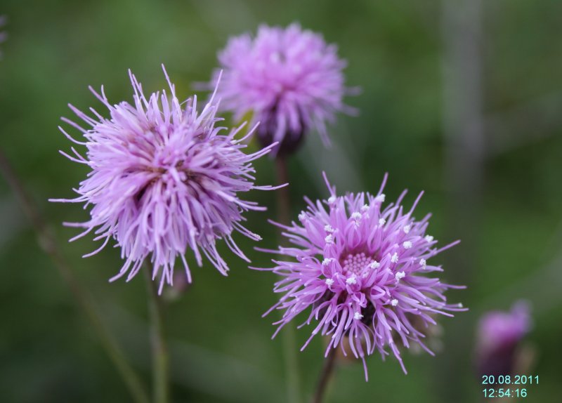 Бодяк полевой (Cirsium arvense)