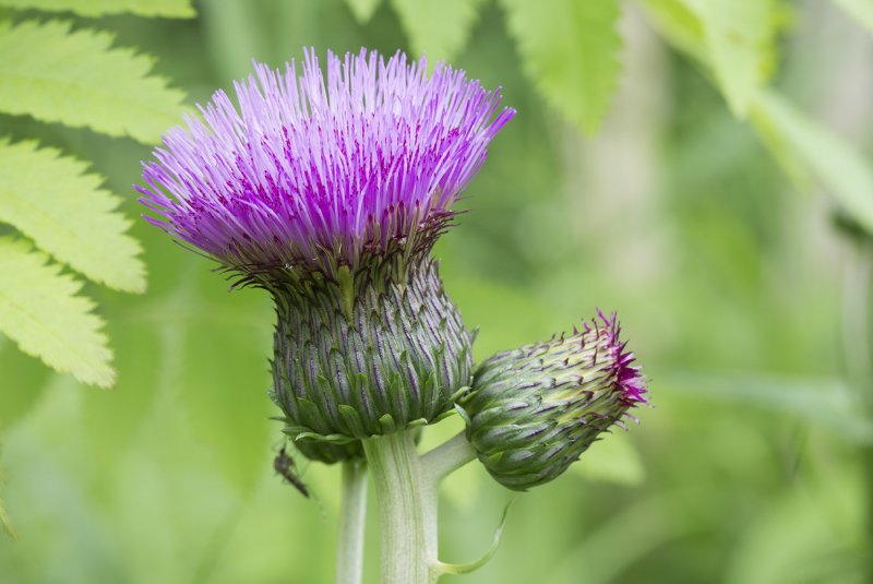 Бодяк полевой (Cirsium arvense)