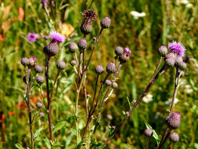 Бодяк щетинистый (Cirsium setosum м. в.)