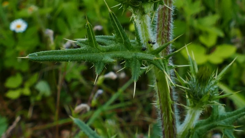 Бодяк полевой (Cirsium arvense SCOP.)