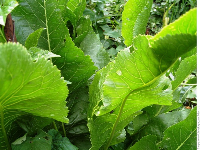 Armoracia Rusticana