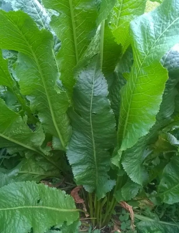 Armoracia Rusticana