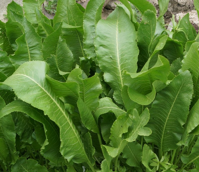Armoracia Rusticana