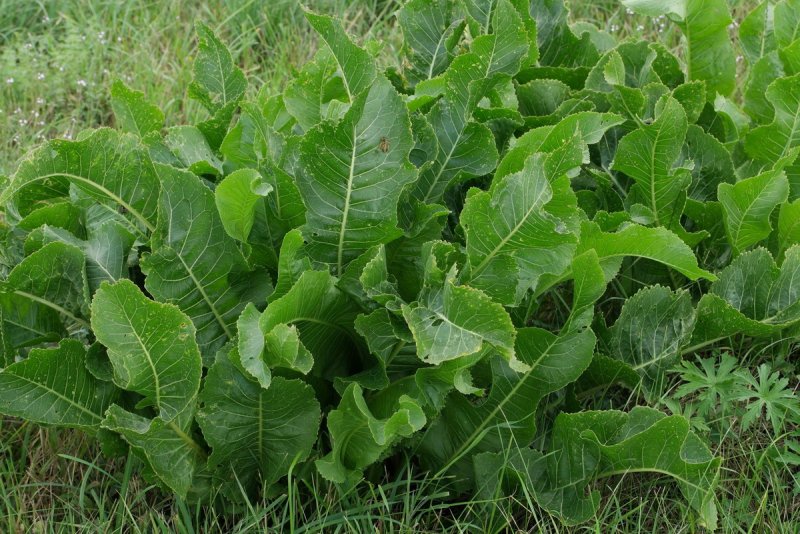 Armoracia Rusticana