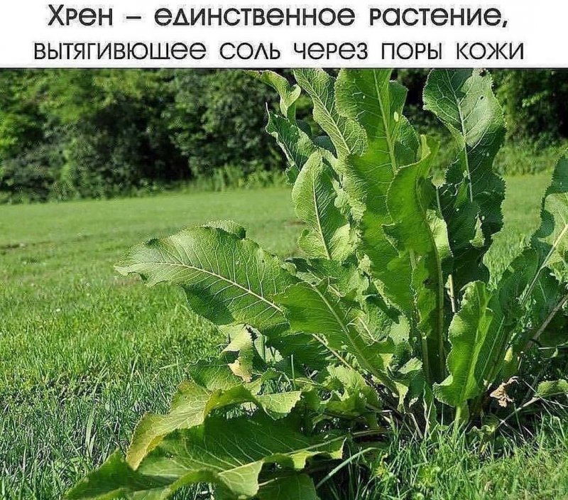 Хрен огородный