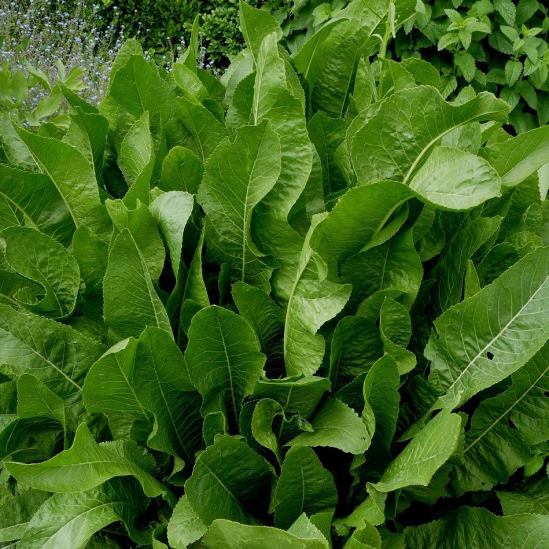 Armoracia Rusticana