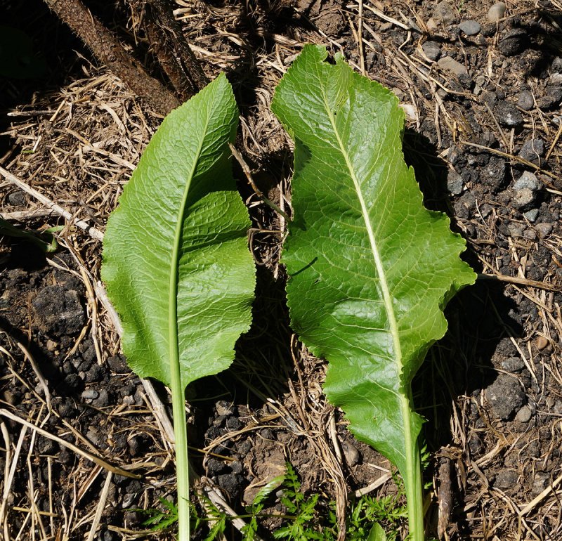 Armoracia Rusticana хрен