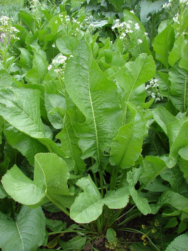 Armoracia Rusticana хрен